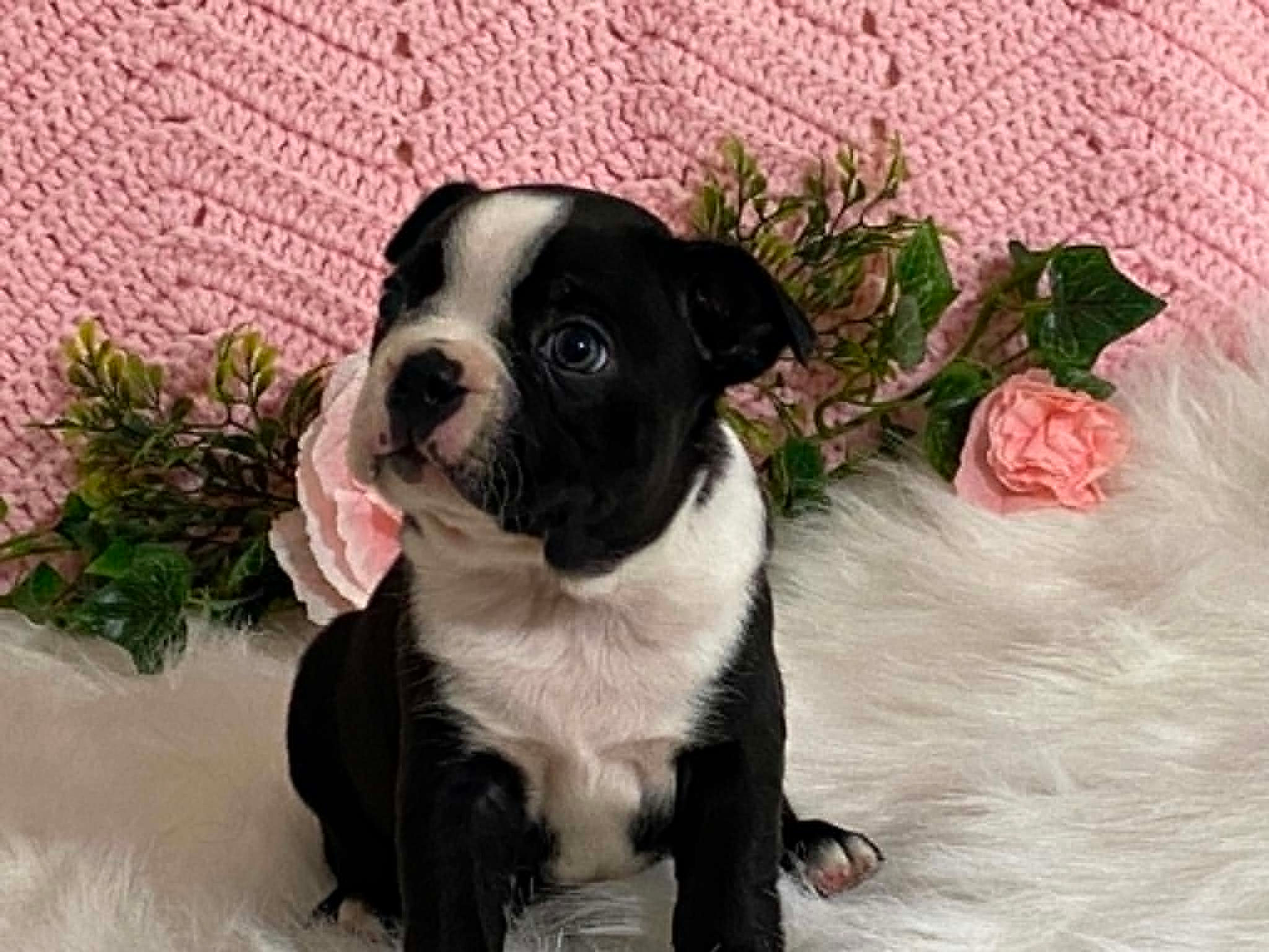 Benji