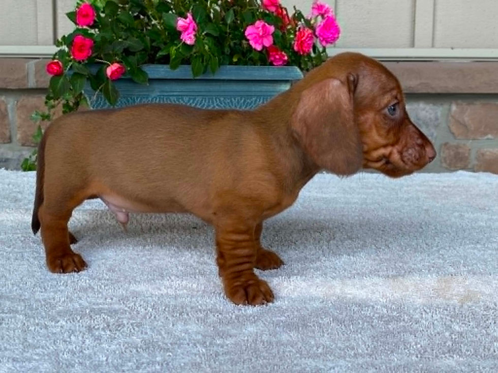 Thumbnail: Tootsie Roll