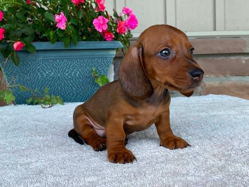 Thumbnail: Hershey
