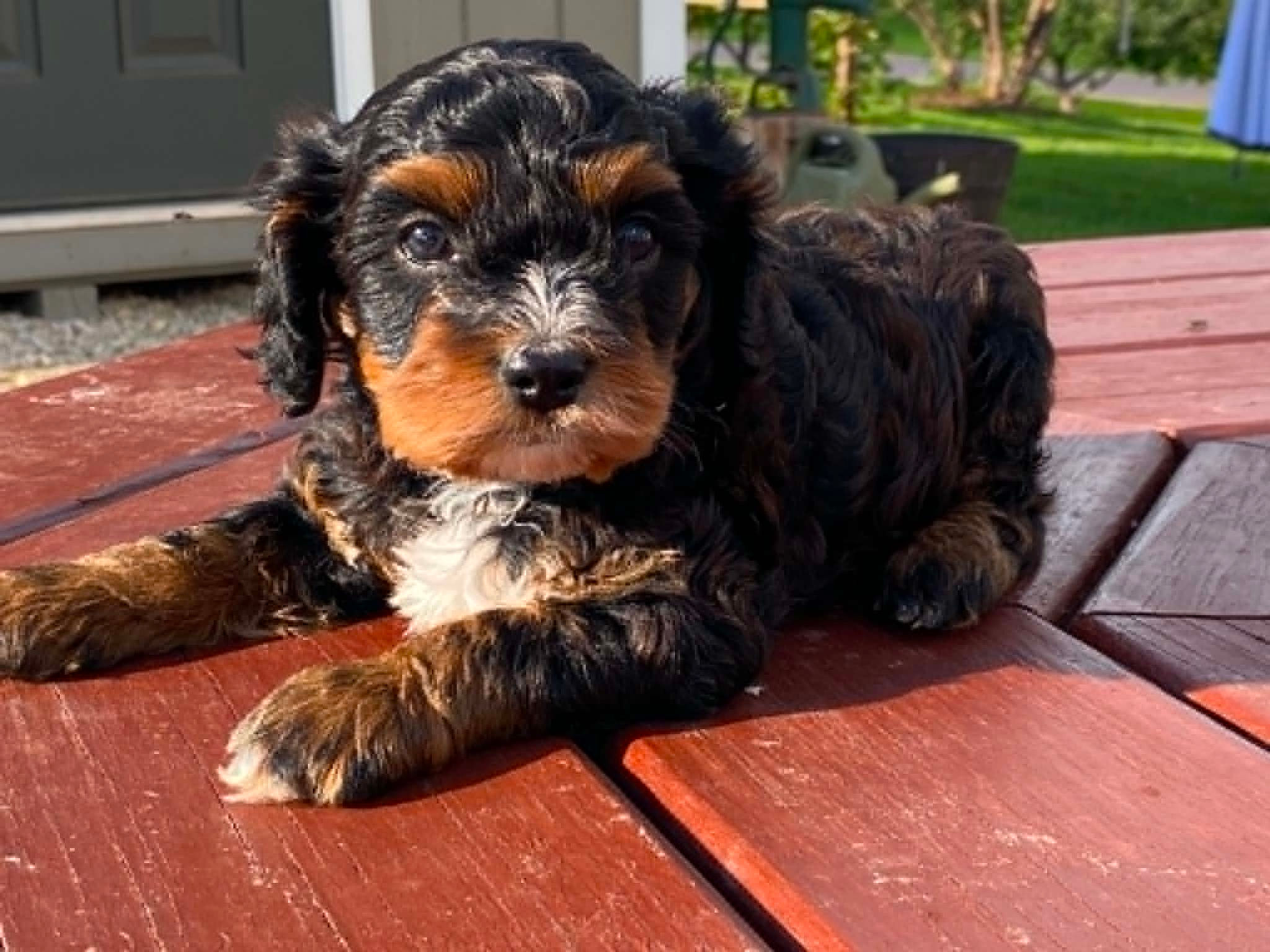 Teddy