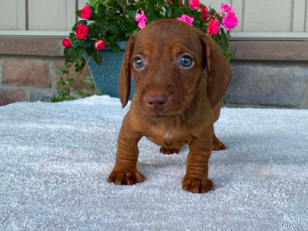 Thumbnail: Tootsie Roll