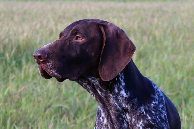 Kennel van de Tempelare Pups Te Koop Duitse Staande Korthaar Kennel van de Tempelare Pups Te Koop Duitse Staande Korthaar