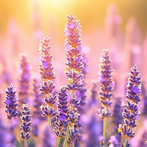 Lavendel_Image_1.jpeg
