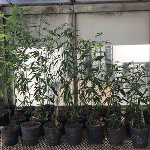 MIcropropagacion Vegetal