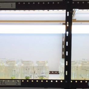 MIcropropagacion Vegetal