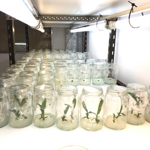 MIcropropagacion Vegetal