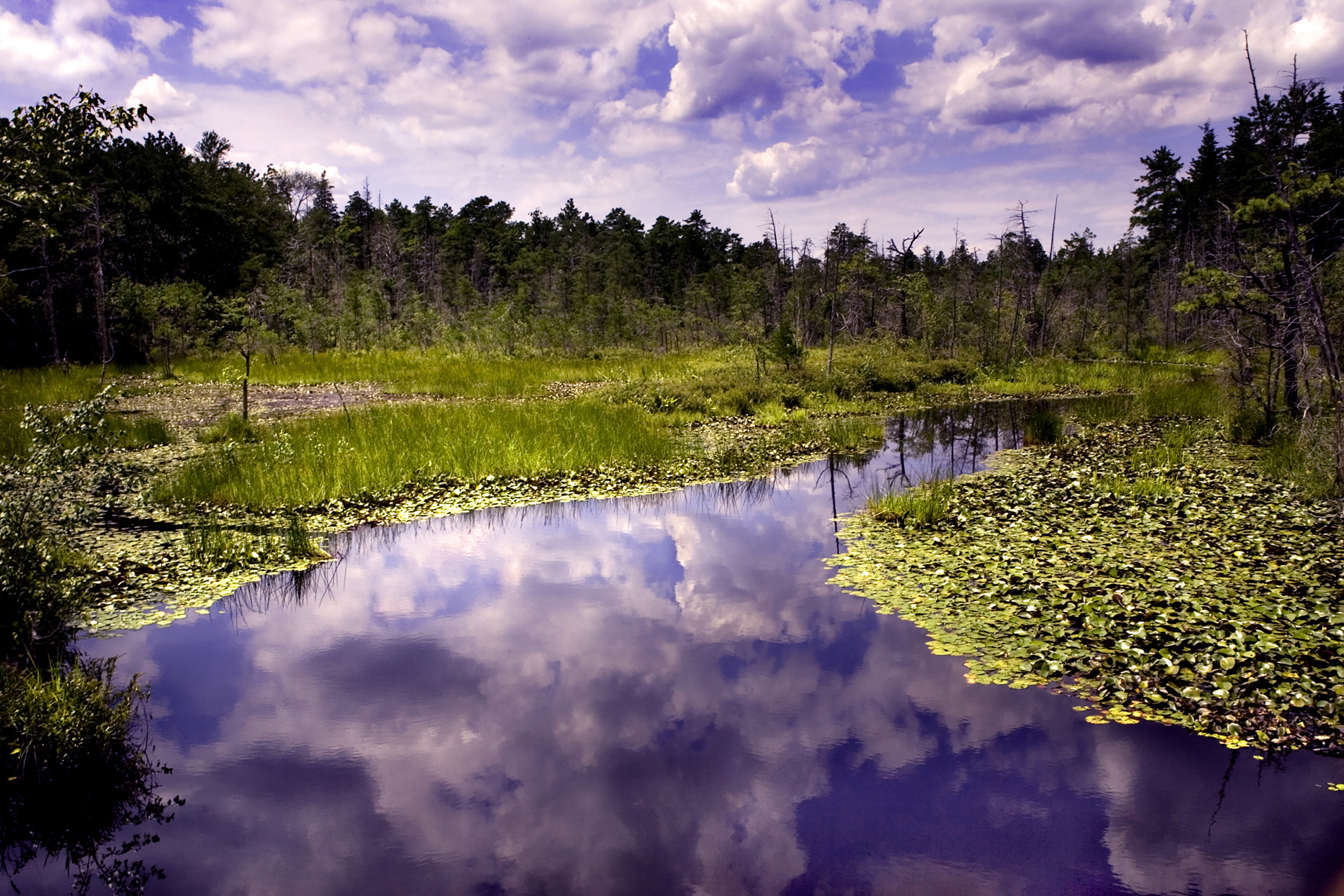 theine barrens theine barrens