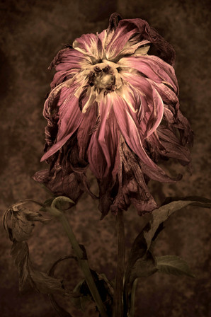 Flora- 1
