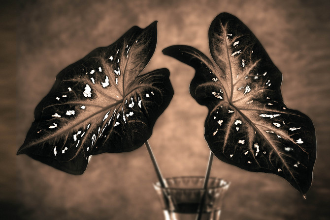 Flora- 2