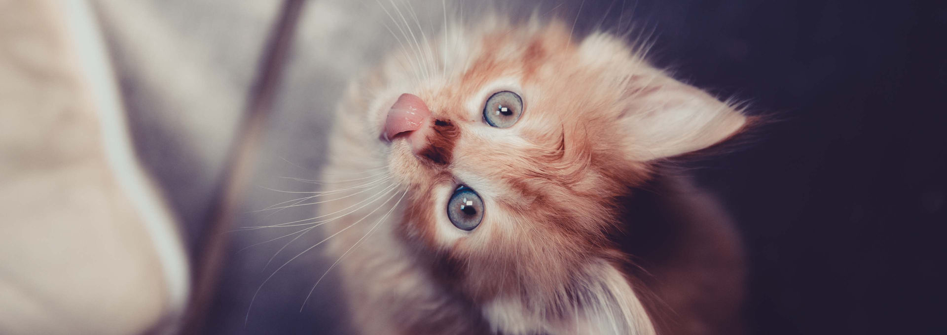 Katze streckt die Zunge raus