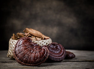 mr complex cogumelo medicinal reish