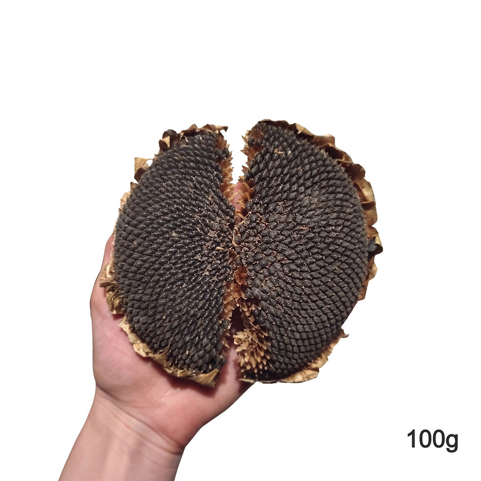 Thumbnail: Sunflower Seed Heads