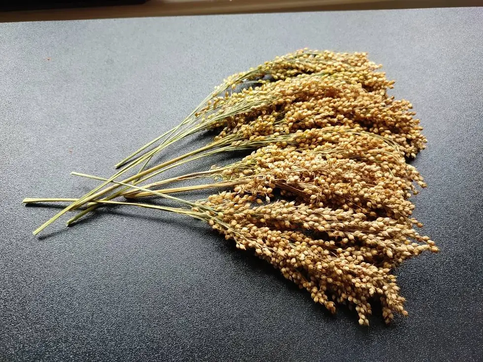 Thumbnail: Panicle Millet White