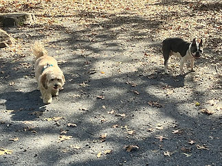 jerry and luke playing at the park