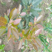Strengthening Communities Through Sustainable Fruit Tree Development in Musanze