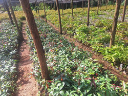 WhatsApp Image 2026-04-04 at 20.00.09
