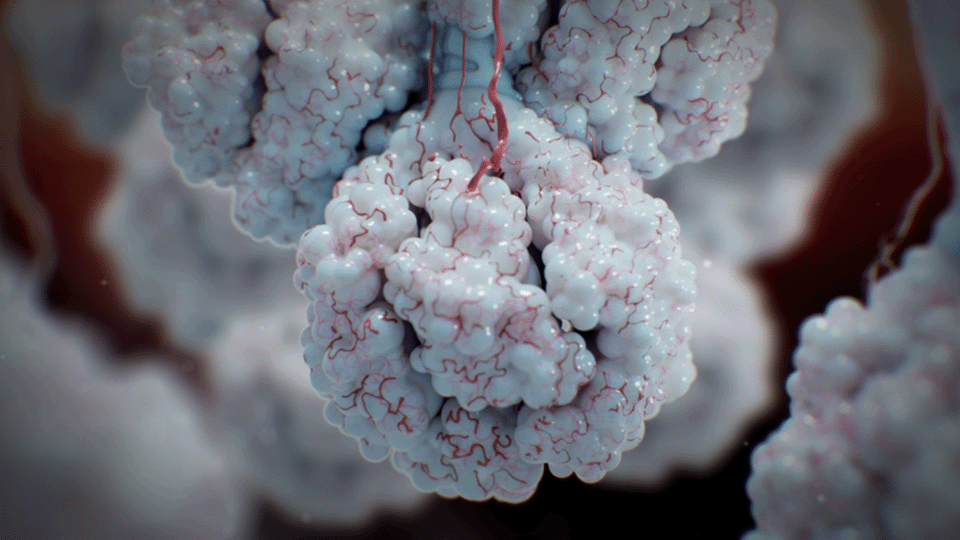 Lungs alveolus medical animation