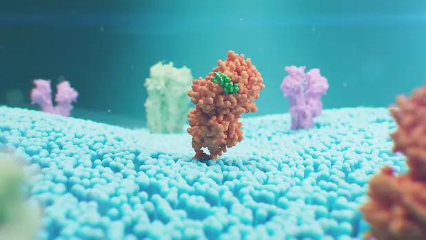drug binding to protein animation