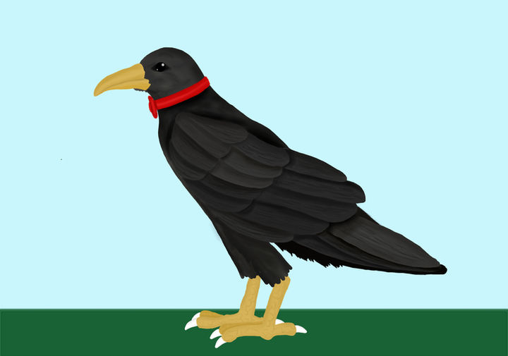 crow.jpg