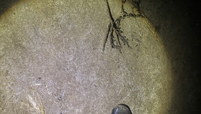 Swim Through Darkness 2025 Complete and Changing