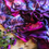 Thumbnail: Eadach Banshee Dark Rose Print Silk Oversized Scarf by Sara O'Neill