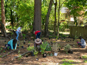 Growing Together: How Our Community Garden in Portland, Oregon, Builds Resilience One Plant at a Time