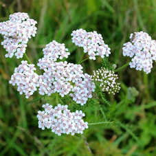 Stomach problems? Try Yarrow!