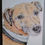 Thumbnail: Pet Pencil Portraits