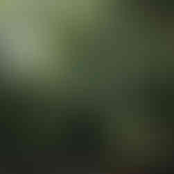 Forêt entre Murat et Salvetat-sur-Angout