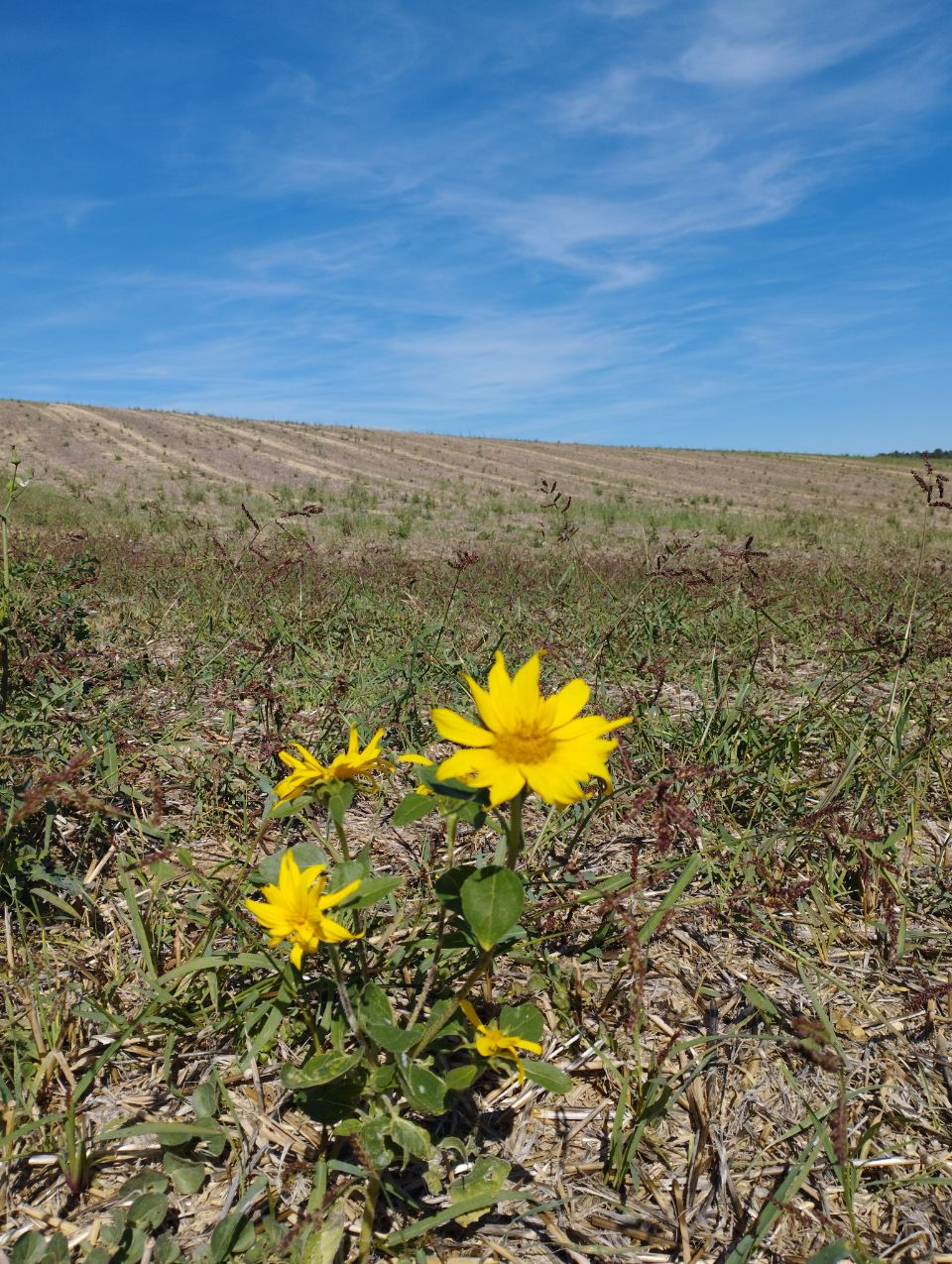 Une fleur jaune dans un champs