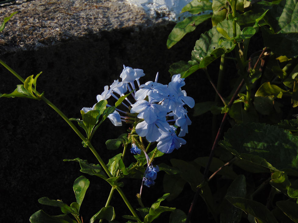 Plumbago Auriculata