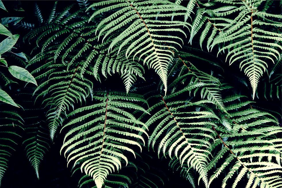 Fern Leaves Closeup_edited.jpg