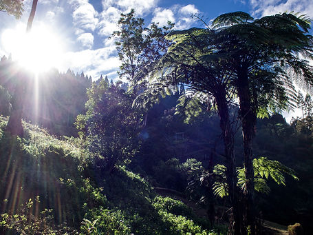 Baumfarn Insel La Réunion, Reunion Urlaub, Reunion Reise, Wandern La Reunion