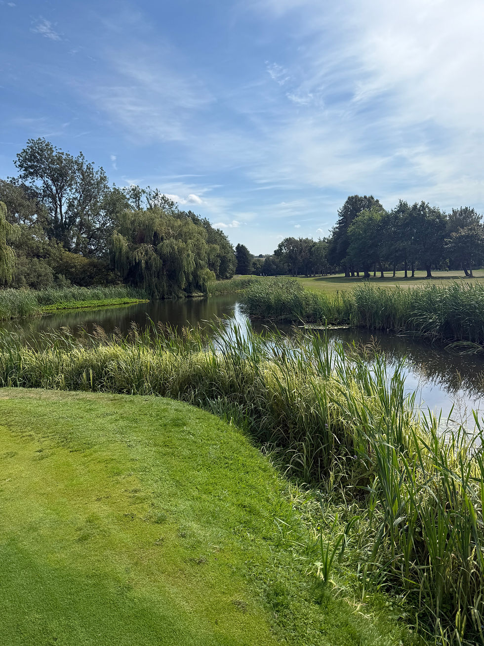 Lush green grass and tall reeds by a tranquil pond, surrounded by trees under a clear blue sky. A serene and peaceful landscape.