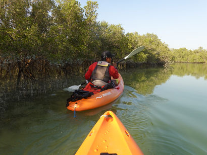 Kayaking through Abu Dhabi mangroves with guide leading through calm waterways UAE