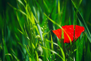 BE547CF8-03B9-476C-8FE5-86C2950DD060_1_201_a.jpeg