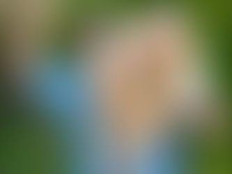 Allison and Digger | Engagement Session