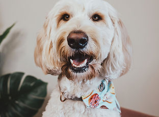 animal assisted therapy