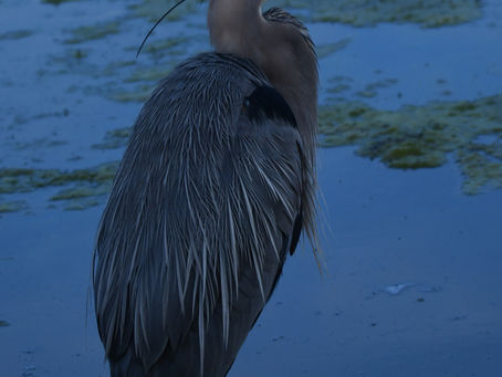 2024 0505 - Heron - FCP