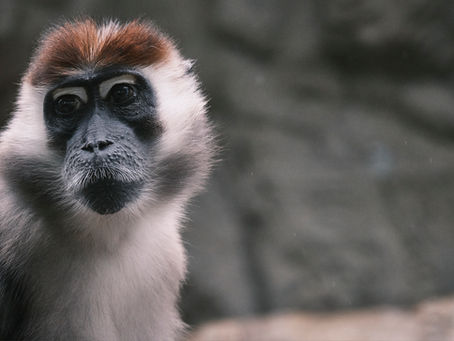 Formación en Primatología: Único Máster en España