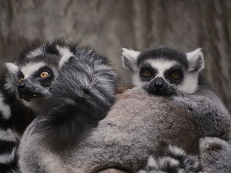 Abierto el periodo de preinscripción para el Máster y los Diplomas de Postgrado en Primatología