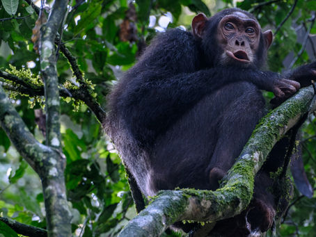 Estudios de Primatología: Profundiza en el Mundo de los Primates