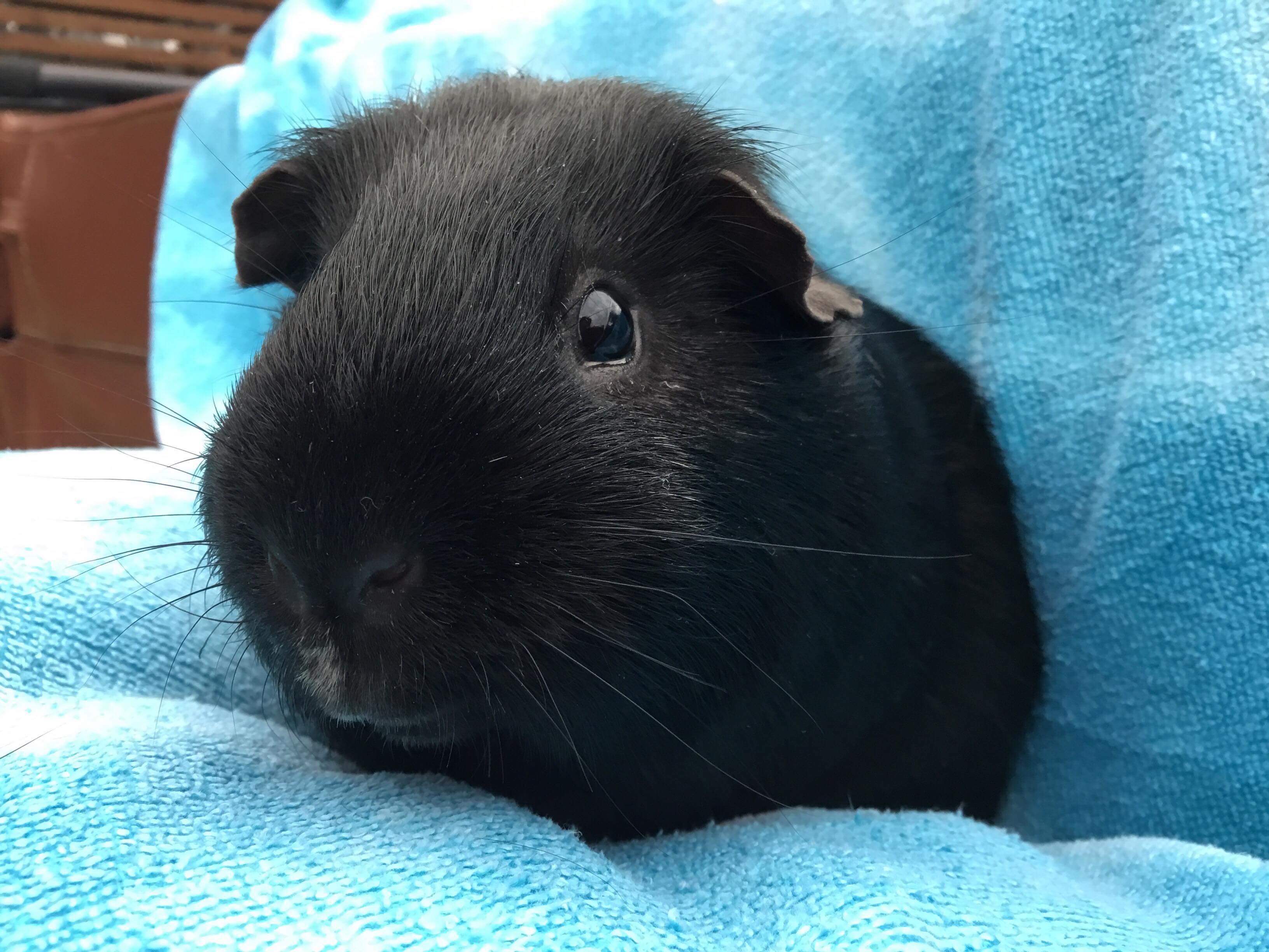 Guinea Pig Rescue Gertie's Lonely Guinea Pig Rescue England