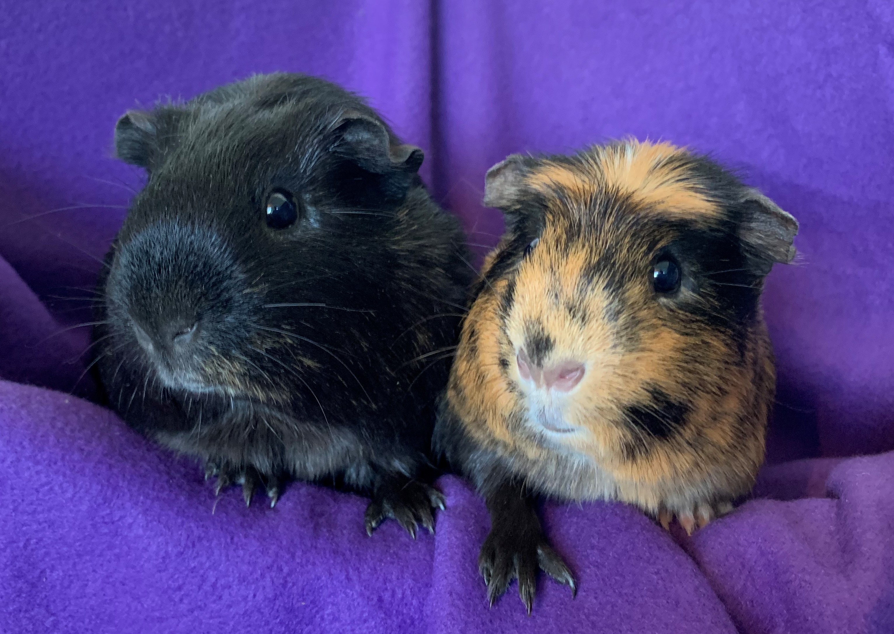 Guinea Pig Rescue Gertie's Lonely Guinea Pig Rescue England