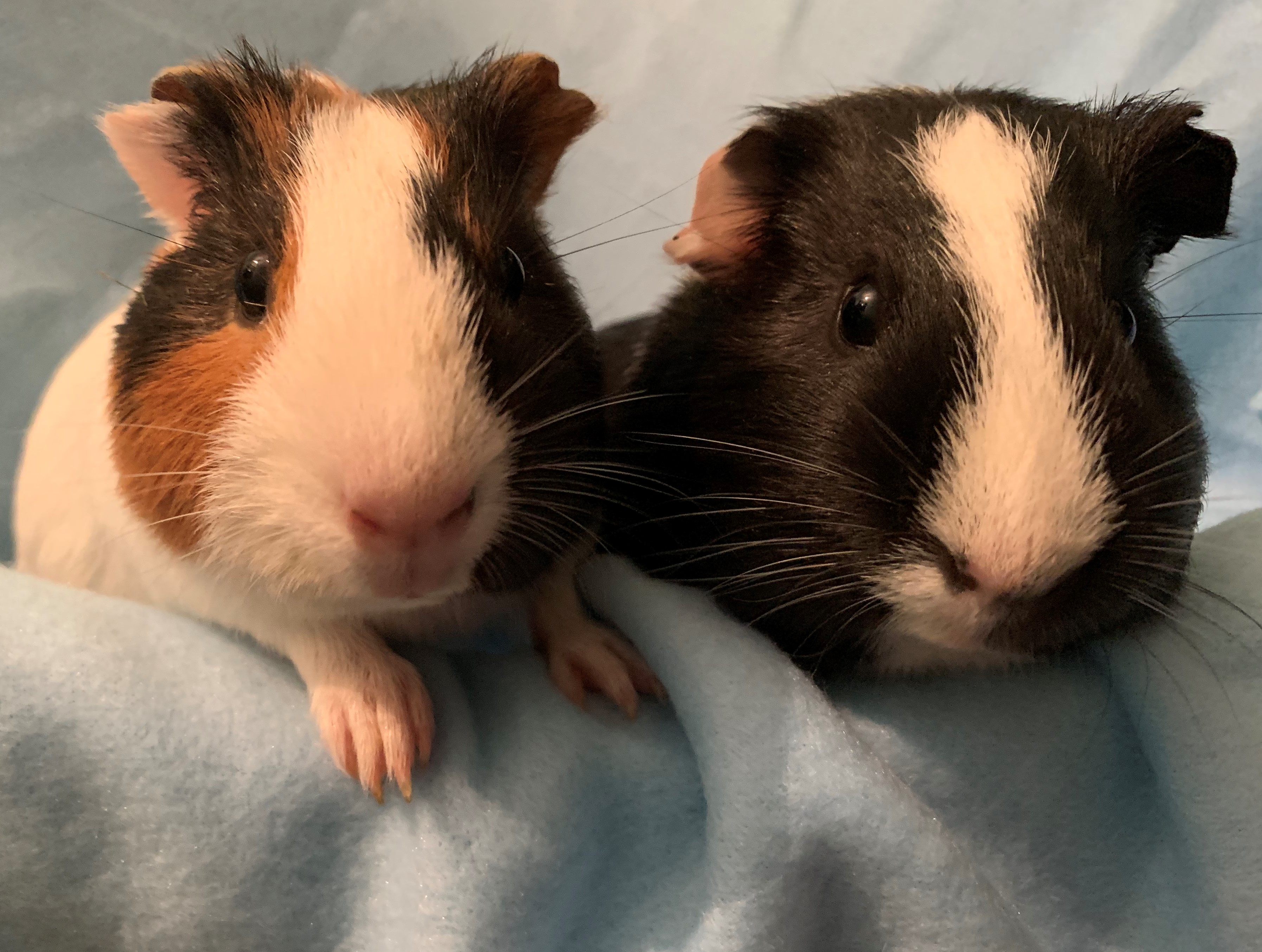 North East Guinea Pig Rescue 2024 leadctr