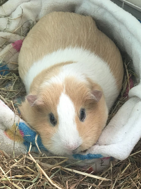 Gertie's Gossip 7