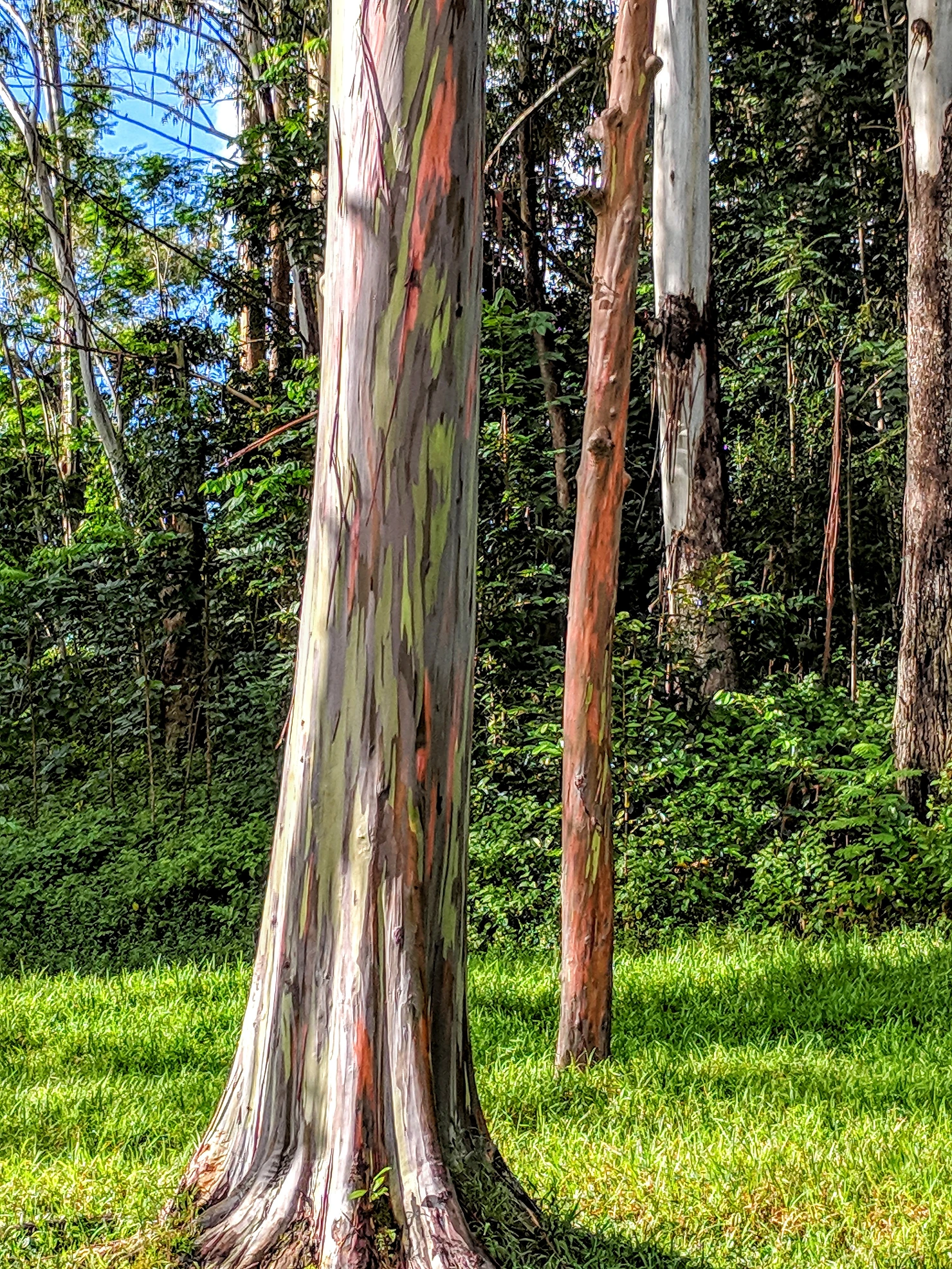Rainbow Eucalyptus Trees at Loop Road, Kauai