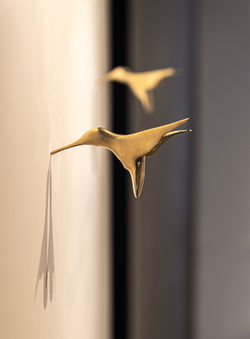 AB 017 - COLIBRIS