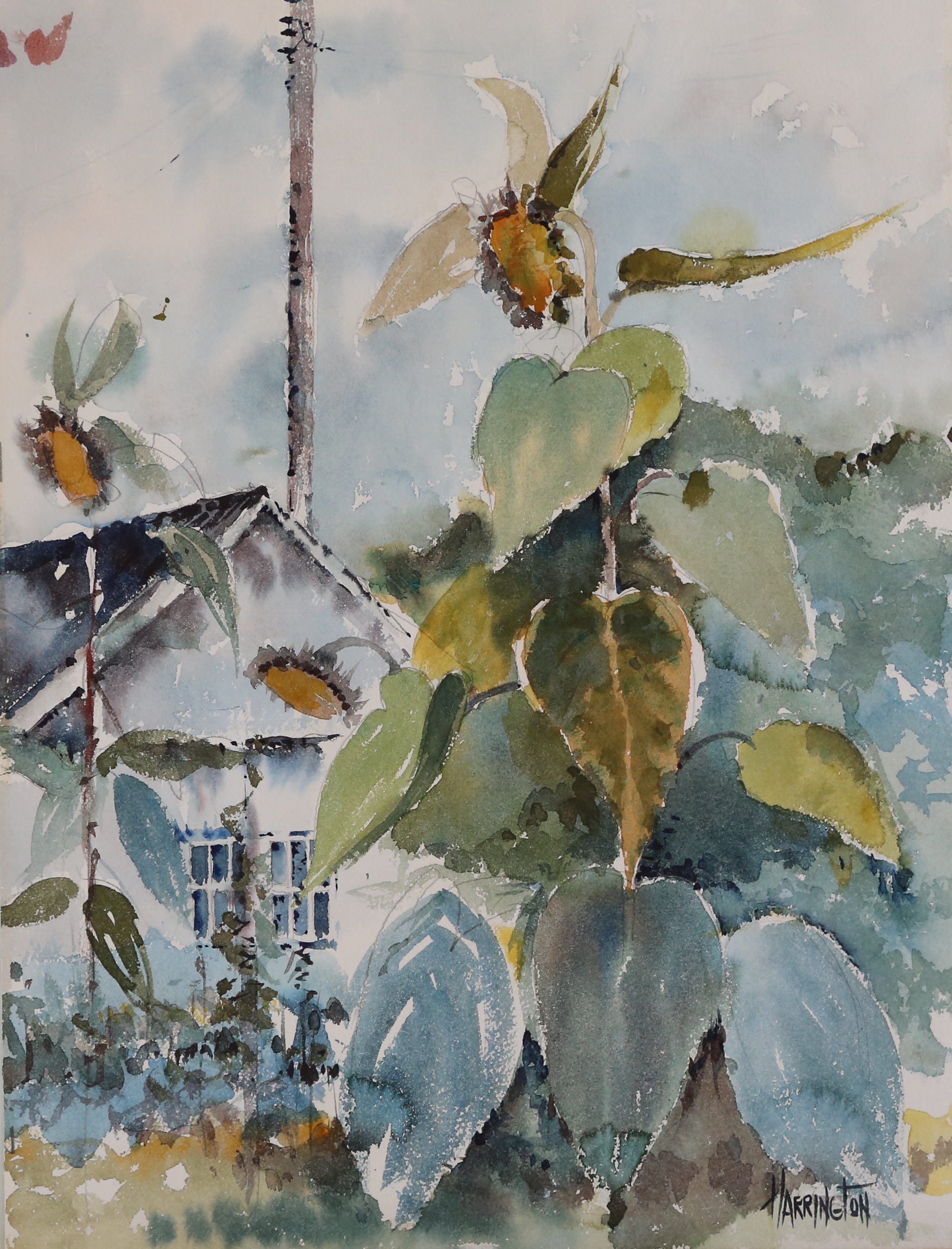 Watercolor painting of sunflowers near house
