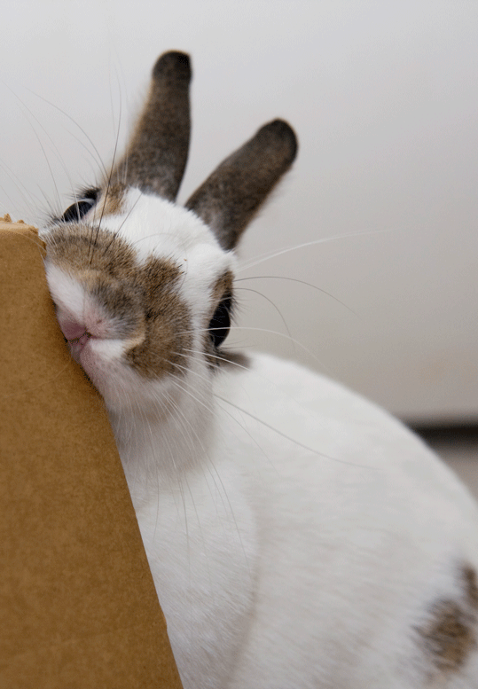 Rabbits in Waiting